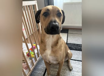 Großer Spike sucht erfahrene Familie