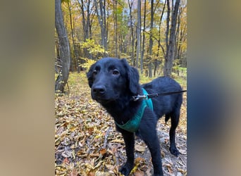 Aktiver Rollo sucht liebevolle und konsequente Menschen