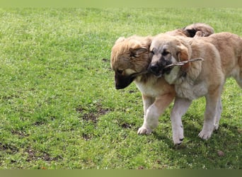 Knuffige Arika sucht ihre eigene Familie