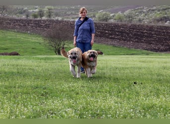 Knuffige Arika sucht ihre eigene Familie