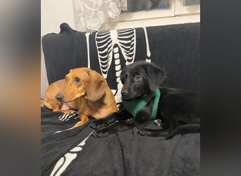 Aktiver Rollo sucht liebevolle und konsequente Menschen