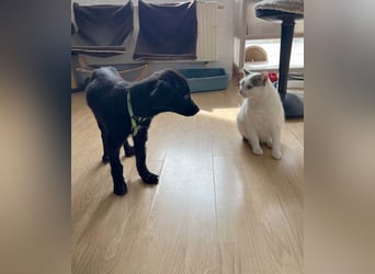 Aktiver Rollo sucht liebevolle und konsequente Menschen