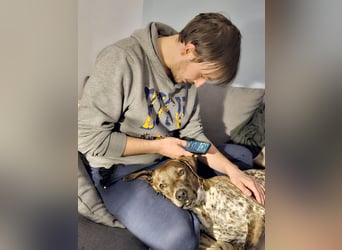 Stella hat schon viel dazu gelernt, wer gibt ihr ein Zuhause?