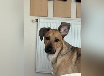 Großer Spike sucht erfahrene Familie