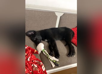 Aktiver Rollo sucht liebevolle und konsequente Menschen