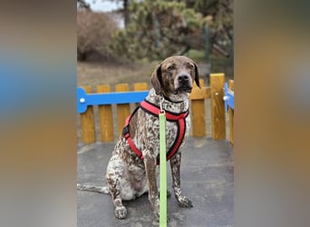 Stella hat schon viel dazu gelernt, wer gibt ihr ein Zuhause?