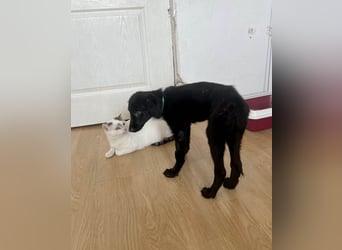 Aktiver Rollo sucht liebevolle und konsequente Menschen