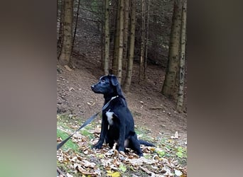 Aktiver Rollo sucht liebevolle und konsequente Menschen