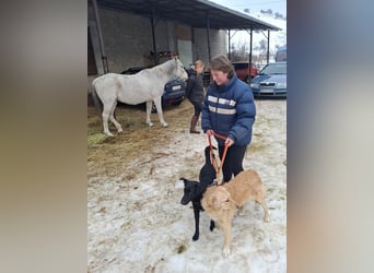 Hübsche Margo sucht ihr Körbchen