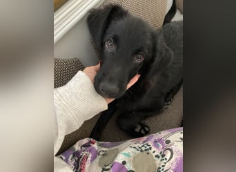 Aktiver Rollo sucht liebevolle und konsequente Menschen