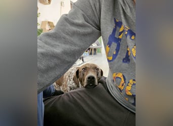 Stella hat schon viel dazu gelernt, wer gibt ihr ein Zuhause?