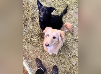 Hübsche Margo sucht ihr Körbchen