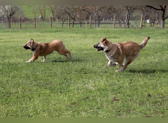 Knuffige Arika sucht ihre eigene Familie