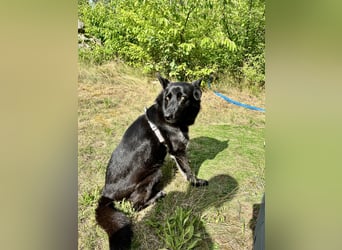 Verschmuste Hündin Duffy sucht ihr neues Zuhause