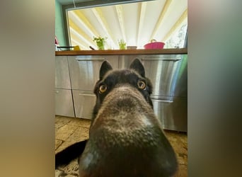 Verschmuste Hündin Duffy sucht ihr neues Zuhause