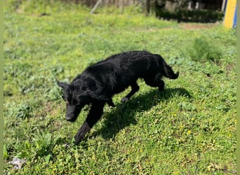 Carolina - ein Herz auf vier Pfoten!