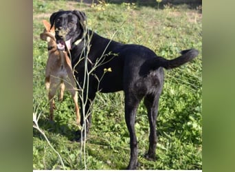 Tasia - kleine große Schönheit sucht ein Willkommen in einem Für-immer-Zuhause