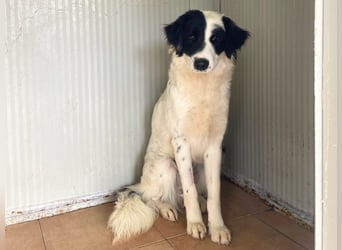 Paloma - sensible Hündin sucht ruhiges zu Hause für immer