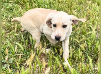 Falena - Entdeckergeist sucht Bodenhaftung, bringst du mir das Hunde-Einmaleins bei?