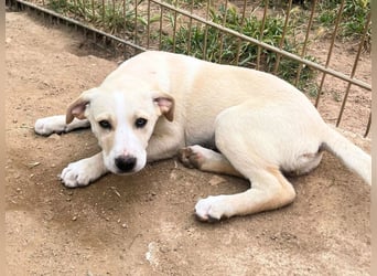 Ferula - Kleine Persönlichkeit sucht große Liebe!