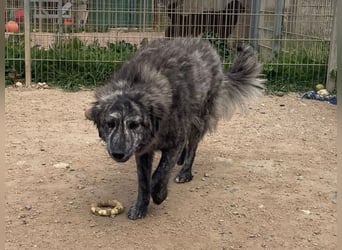 Chira - eine sanfte Begleiterin mit großem Herz sucht ihr Glück