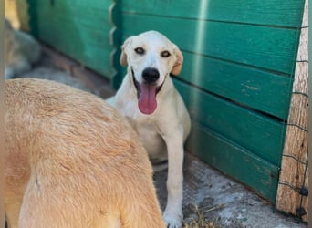 Ferula - Kleine Persönlichkeit sucht große Liebe!