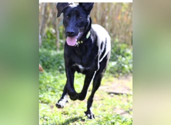 Tasia - kleine große Schönheit sucht ein Willkommen in einem Für-immer-Zuhause