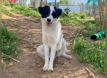 Paloma - sensible Hündin sucht ruhiges zu Hause für immer