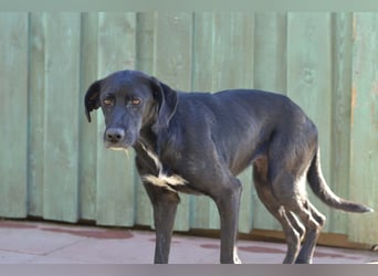 Daphne - Sonnenschein auf vier Pfoten sucht ihr Körbchen