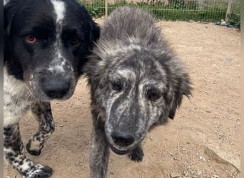 Chira - eine sanfte Begleiterin mit großem Herz sucht ihr Glück