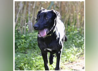 Tasia - kleine große Schönheit sucht ein Willkommen in einem Für-immer-Zuhause