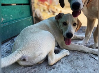 Ferula - Kleine Persönlichkeit sucht große Liebe!