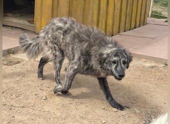 Chira - eine sanfte Begleiterin mit großem Herz sucht ihr Glück