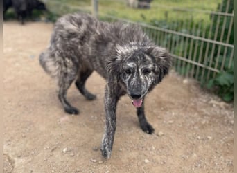 Chira - eine sanfte Begleiterin mit großem Herz sucht ihr Glück