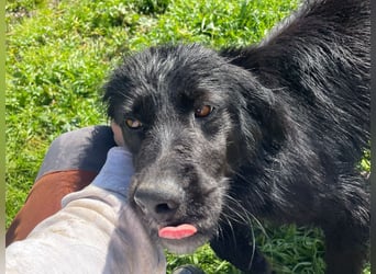 Carolina - ein Herz auf vier Pfoten!