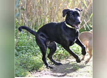 Tasia - kleine große Schönheit sucht ein Willkommen in einem Für-immer-Zuhause