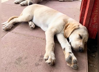 Falena - Entdeckergeist sucht Bodenhaftung, bringst du mir das Hunde-Einmaleins bei?