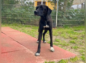 Daphne - Sonnenschein auf vier Pfoten sucht ihr Körbchen