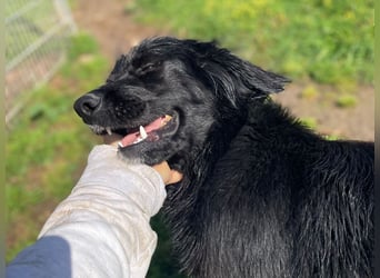 Carolina - ein Herz auf vier Pfoten!