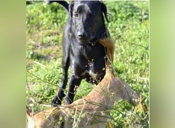 Tasia - kleine große Schönheit sucht ein Willkommen in einem Für-immer-Zuhause