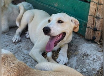 Ferula - Kleine Persönlichkeit sucht große Liebe!