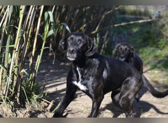 Daphne - Sonnenschein auf vier Pfoten sucht ihr Körbchen