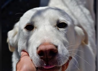 Heidi – fröhlich, ausgeglichen und verschmust