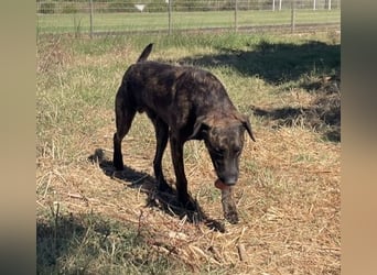 Amos – Wunderschöner, neugieriger Jungspund sucht seinen Platz im Leben