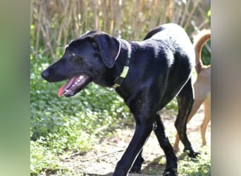 Tasia - kleine große Schönheit sucht ein Willkommen in einem Für-immer-Zuhause