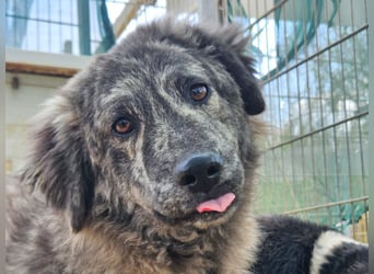 Chira - eine sanfte Begleiterin mit großem Herz sucht ihr Glück