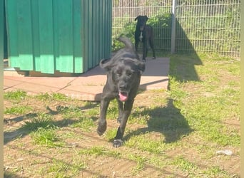 Gwen - Sonnenschein auf vier Pfoten sucht ihr Körbchen