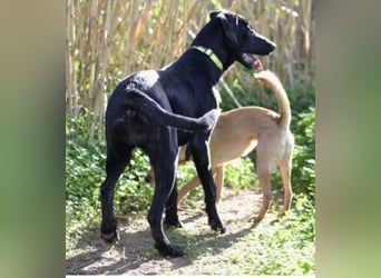 Tasia - kleine große Schönheit sucht ein Willkommen in einem Für-immer-Zuhause