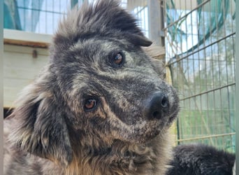 Chira - eine sanfte Begleiterin mit großem Herz sucht ihr Glück