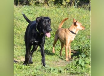 Tasia - kleine große Schönheit sucht ein Willkommen in einem Für-immer-Zuhause